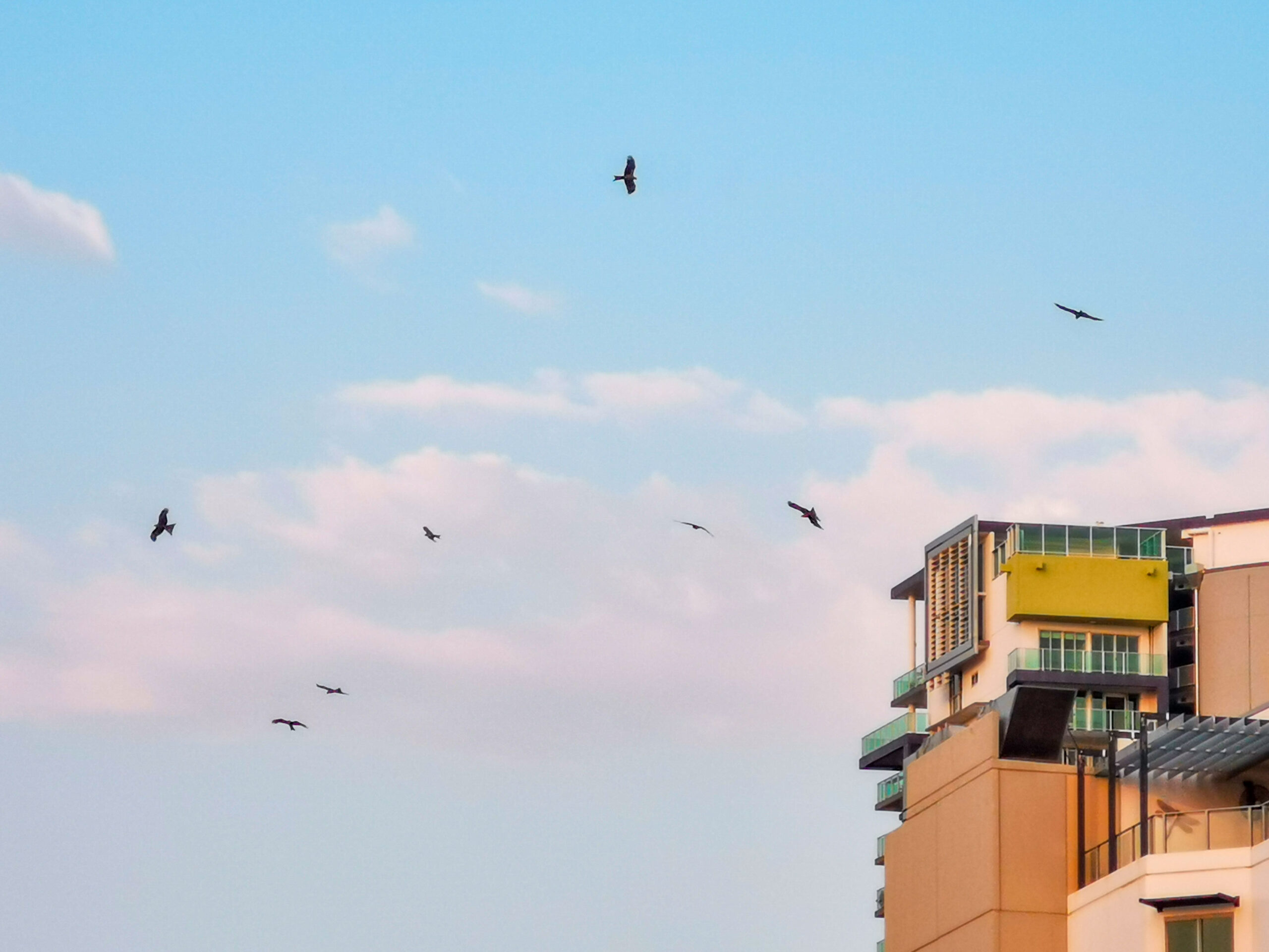Birds fly over Darwin City